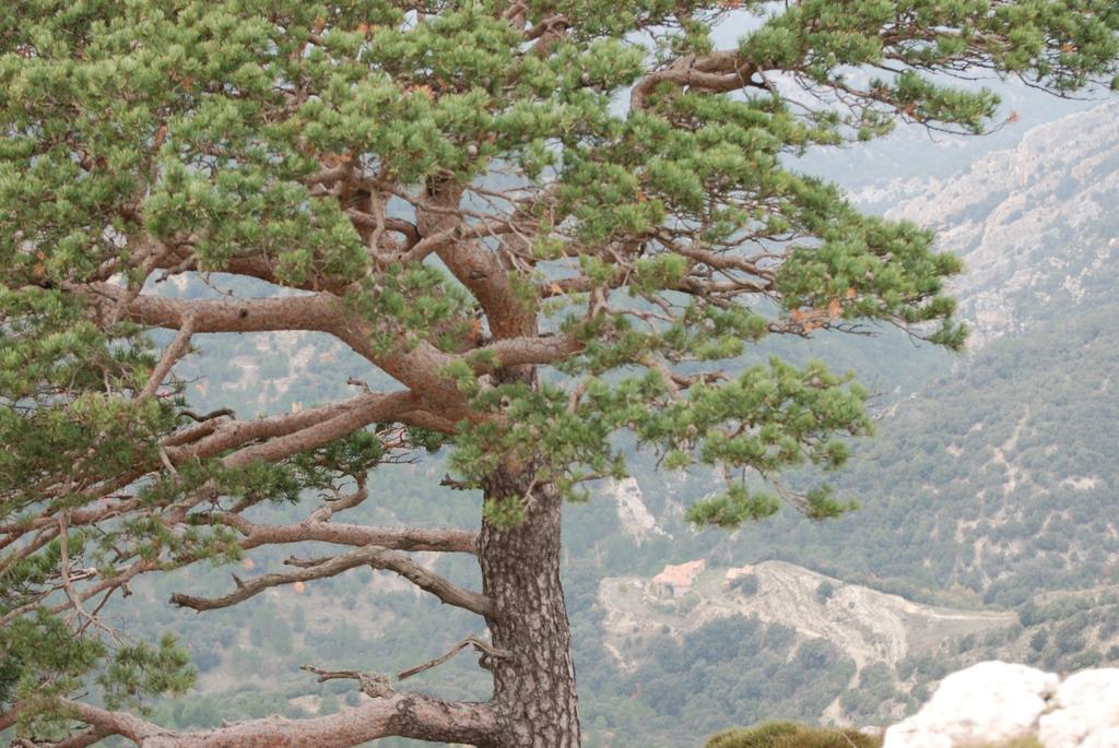 Masia De La Serra De La Cogulla Пеньярроия-де-Таставинс Экстерьер фото